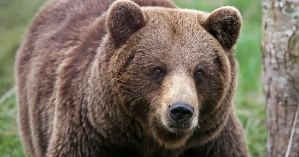 ヒグマとグリズリーどっちが強い?違いや大きさを比較