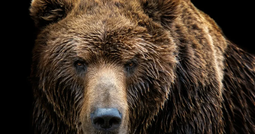 大きさや体重の平均値を種類別に比較