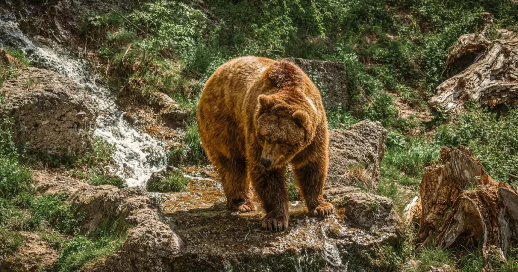 日本のエゾヒグマとグリズリーのサイズ差