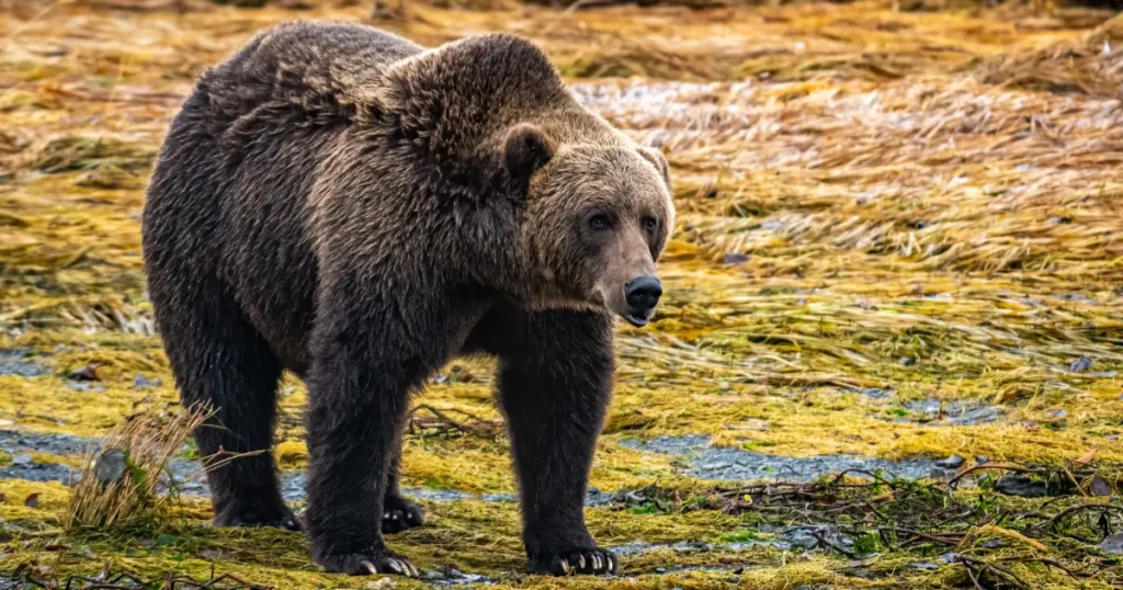 アラスカのコディアックヒグマが最大級