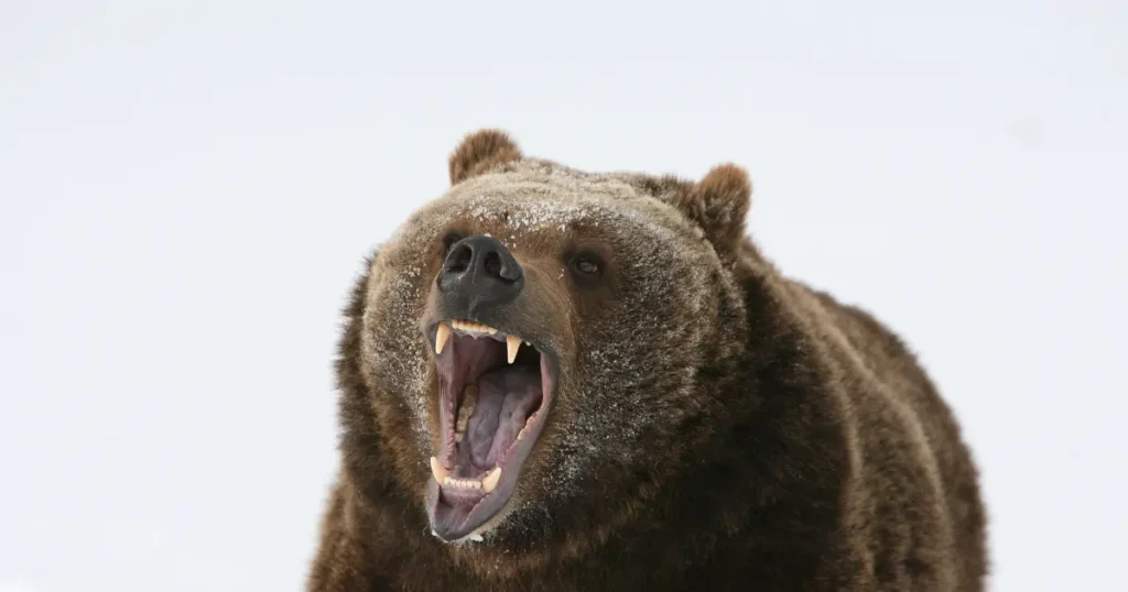 爪や噛む力など身体能力とスペックの違い