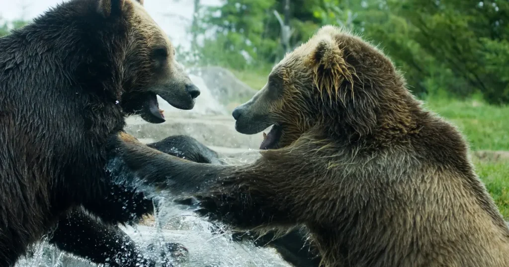 ヒグマとグリズリーどっちが強いか性格や戦いで検証