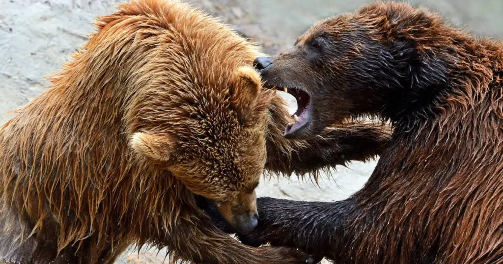 直接の戦いを想定した強さシミュレーション