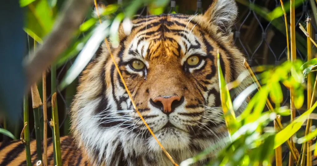 天敵のトラと戦うウスリーヒグマの実力