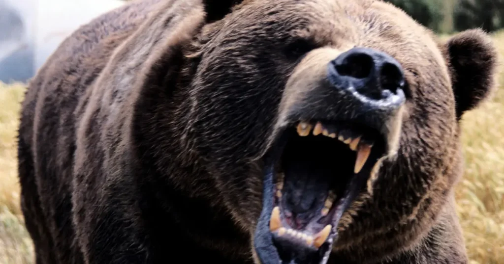 結論:ヒグマとグリズリーどっちが強いか